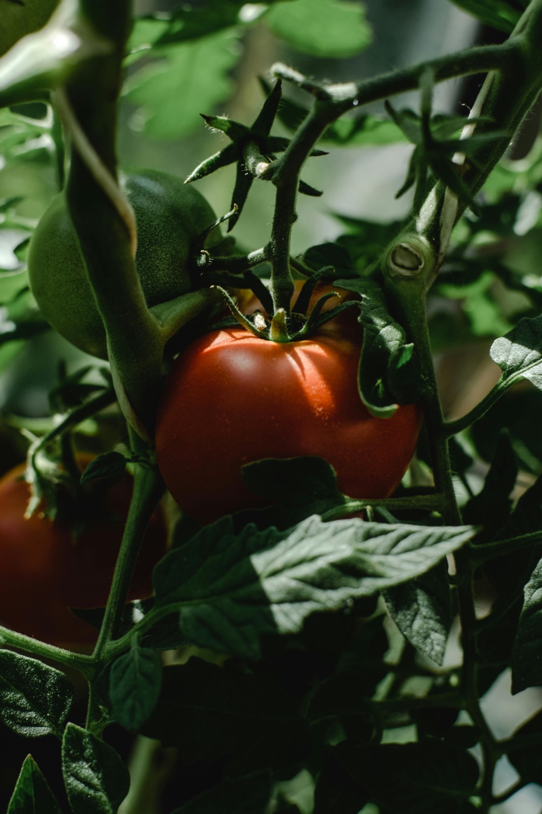 Tomato plants staked Uganda